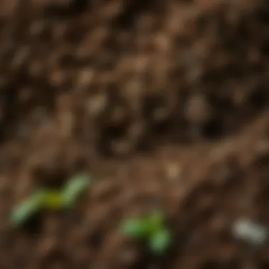 Rich soil texture showcasing the unique properties of kisli toprak.