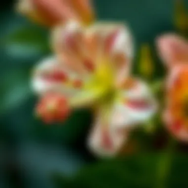 Close-up of Kokina flower details