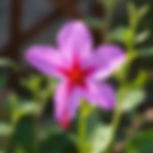 Vibrant Kokina flower in a natural setting