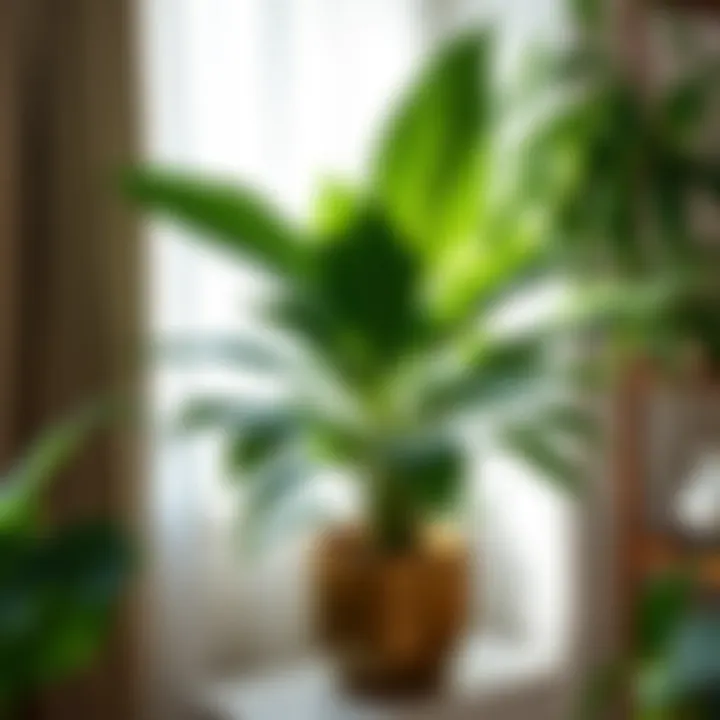 Luxurious large-leaved houseplant showcasing elegance