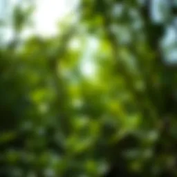 Tranquil representation of light green in nature