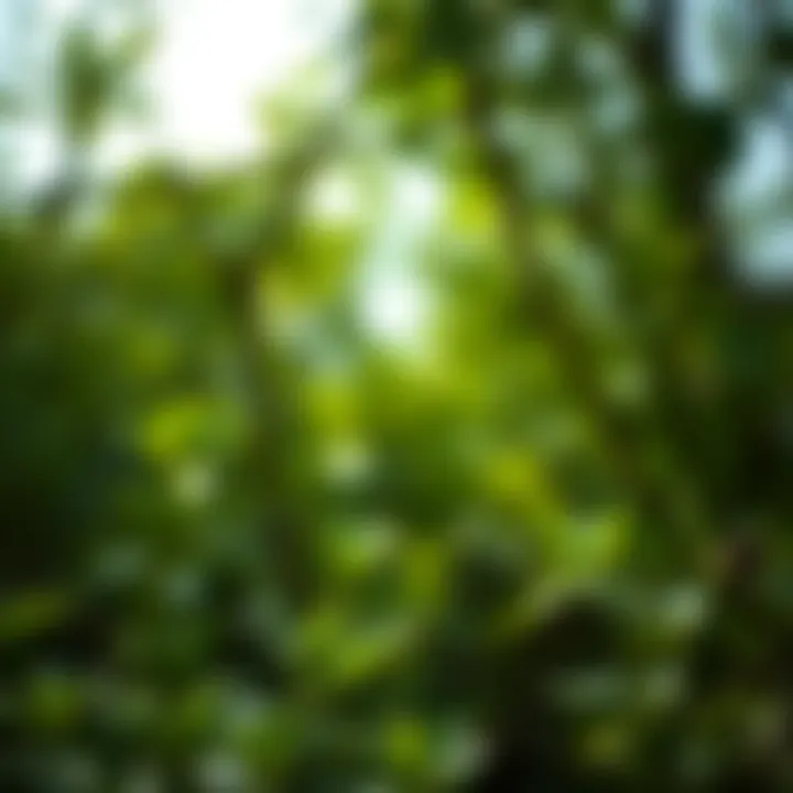 Tranquil representation of light green in nature