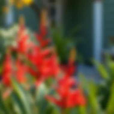 Vibrant long-leaf flowers in a serene garden setting