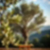 Olive tree in a Mediterranean landscape