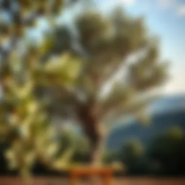 Olive tree in a Mediterranean landscape