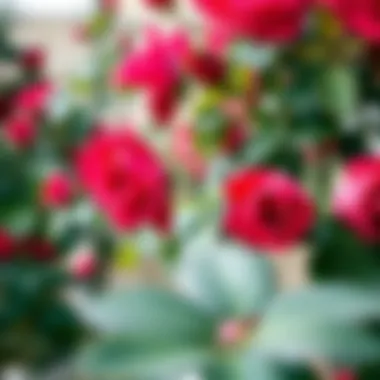 The Art of Pruning: A Healthy Rose Bush A close-up view of a beautifully pruned rose bush