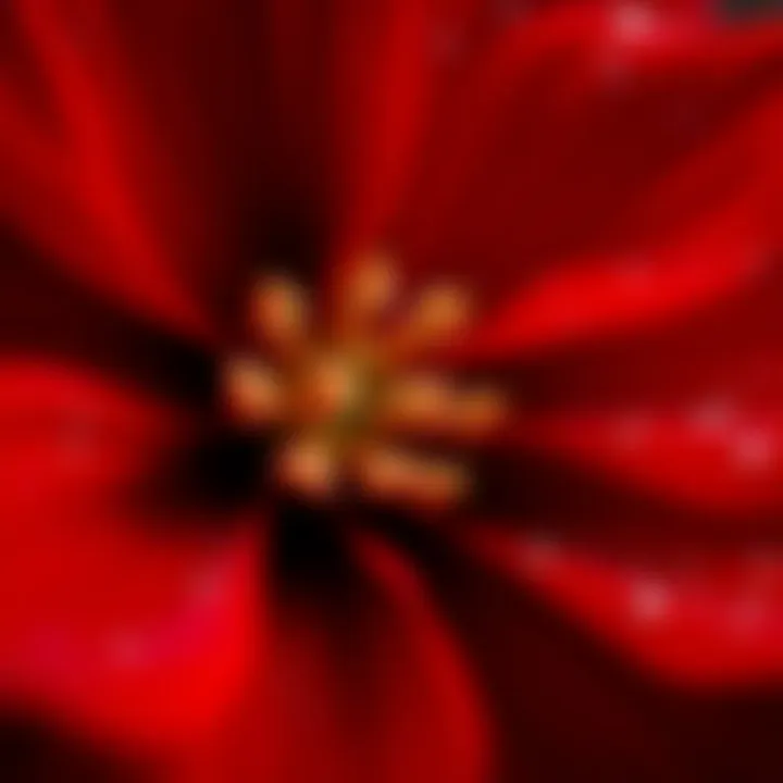 Close-up of the petals of the red Christmas flower showcasing its texture