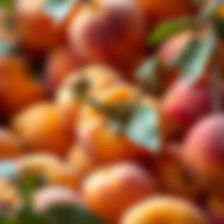 Ripe Apricots Ready for Harvest Close-up of ripe apricots ready for harvest