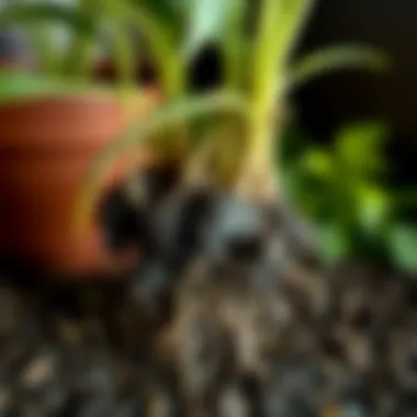 Nurturing Roots: The Key to Plant Health A healthy root system after repotting