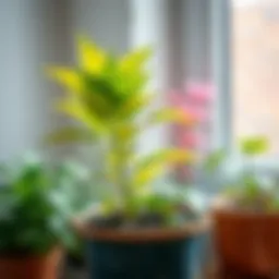 A vibrant plant thriving in a new pot