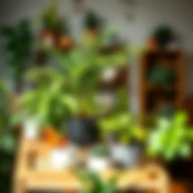 Essential care tips for indoor plants displayed creatively