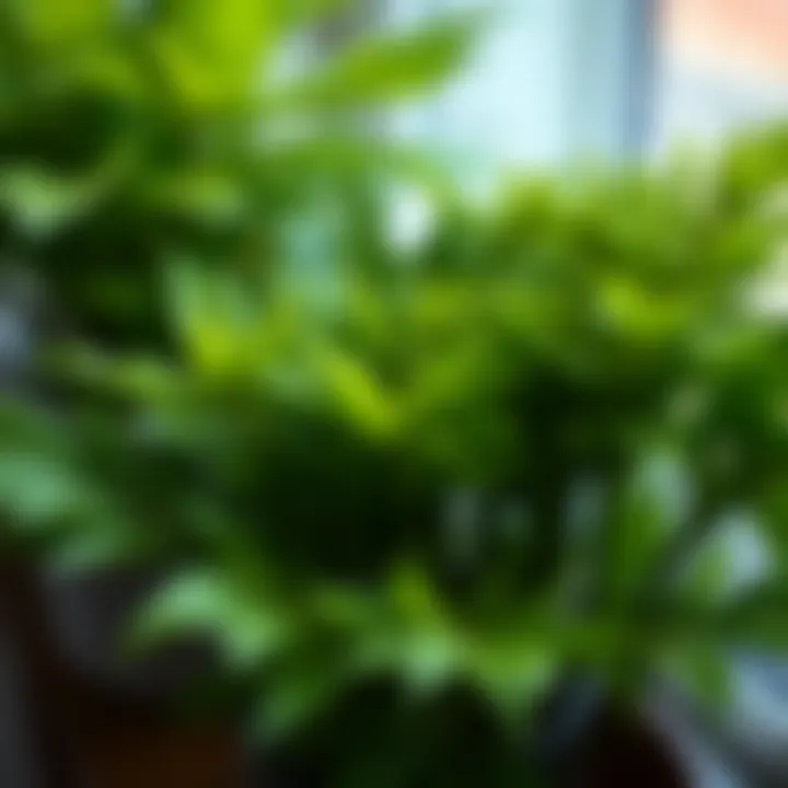 Close-up of a popular indoor plant with rich green foliage