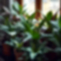 A vibrant collection of indoor plants showcasing unique leaf patterns