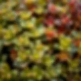 A close-up view of Sedum Morganianum leaves showcasing their unique texture