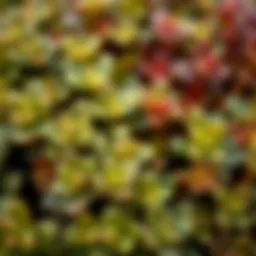 A close-up view of Sedum Morganianum leaves showcasing their unique texture