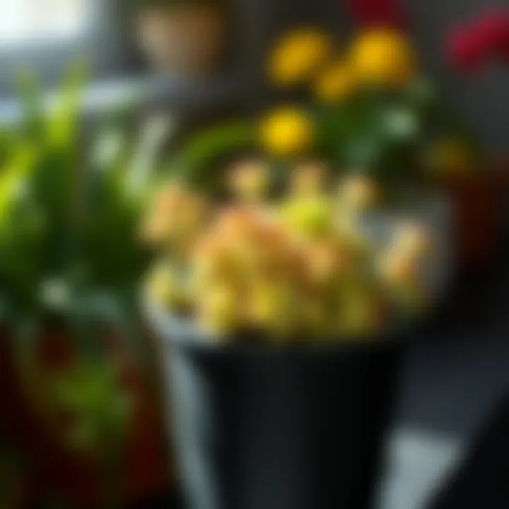 A vibrant pot of Sedum Morganianum thriving in natural light