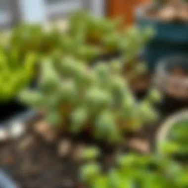 Propagation techniques for Sedum Morganianum using cuttings