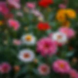 Vibrant flowers rejuvenating in a garden