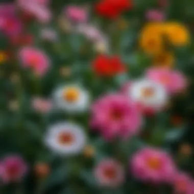 Rejuvenation of Dying Flowers Vibrant flowers rejuvenating in a garden