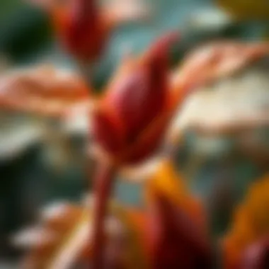 Close-up of a unique autumn plant with intricate details