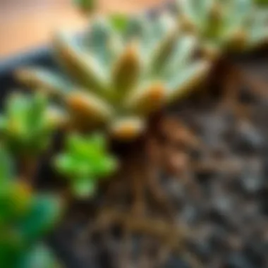 A close-up of succulent roots showing proper planting technique