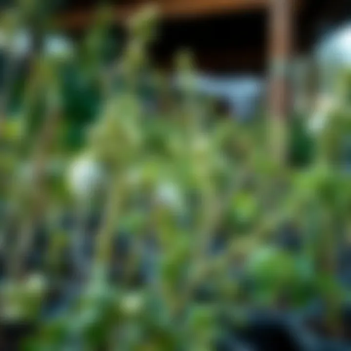 Selection of various tree saplings for planting