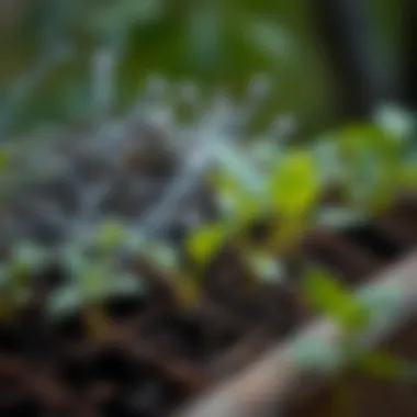 Eco-friendly gardening with incense ash