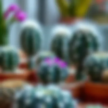 Different Varieties of Fluffy Cactus