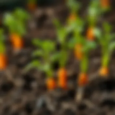 Healthy carrot seedlings emerging from the soil