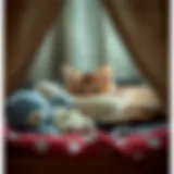 Cozy sleeping area for a kitten