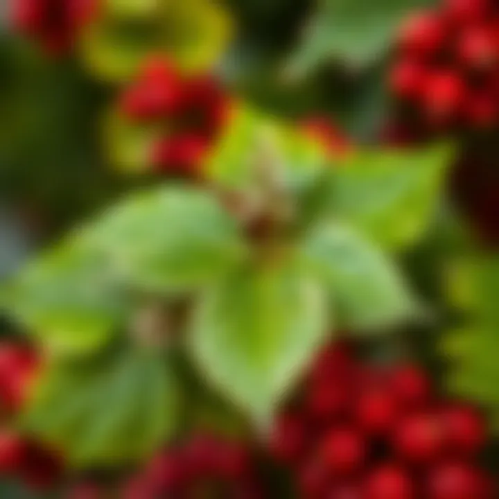 Close-up of Christmas flower leaves