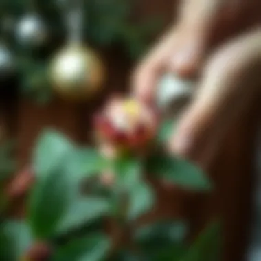 Healthy Christmas flower being cared for