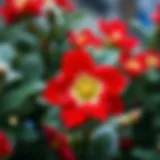 Vibrant Christmas flower in full bloom