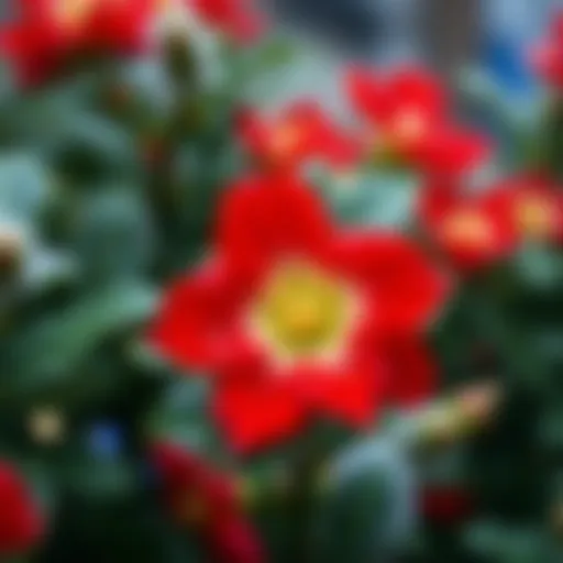 Vibrant Christmas Flower in Full Bloom Vibrant Christmas flower in full bloom