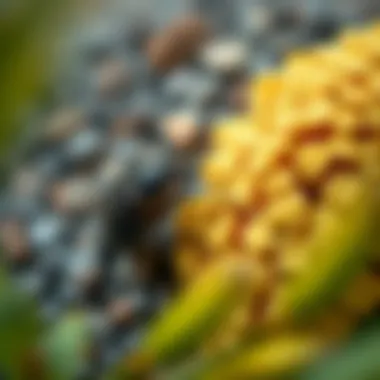 Natural methods to prevent carpet beetles