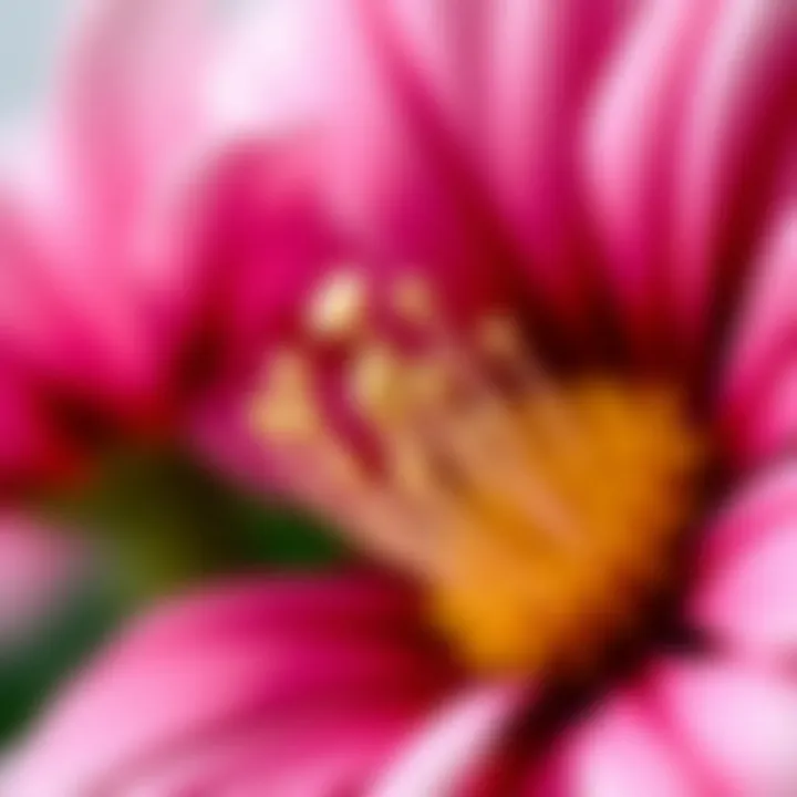 Details of Yukka Flower Close-up of Yukka flower details