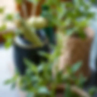 Cultural Significance of the Yukka Plant Historical context of Yukka plant