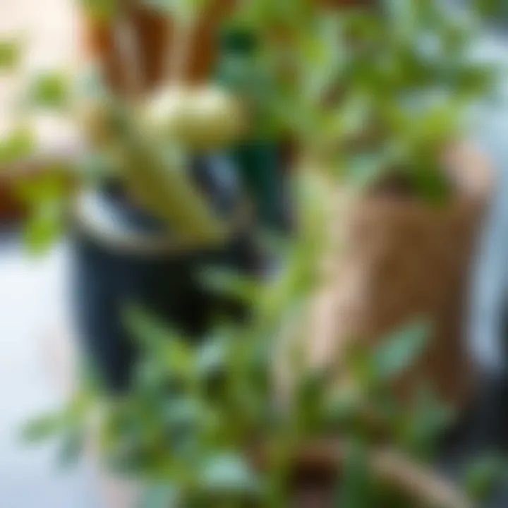 Cultural Significance of the Yukka Plant Historical context of Yukka plant