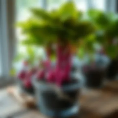 Propagation Techniques for Yukka Various Yukka propagation methods